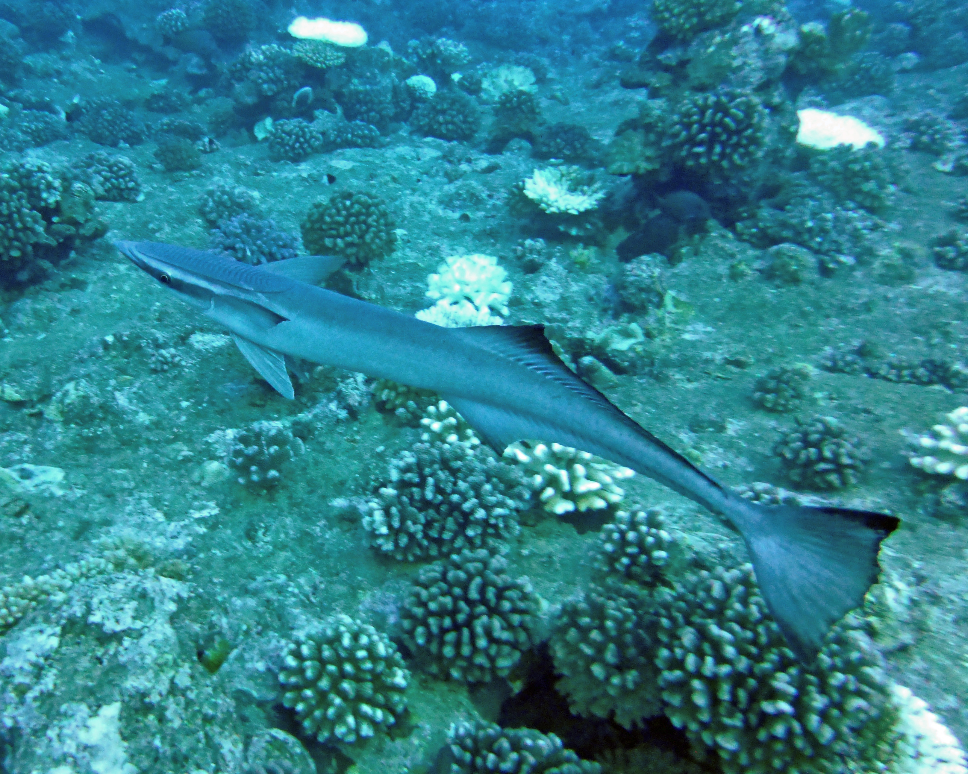 Remora, Tahiti, French Polynesia 2019.